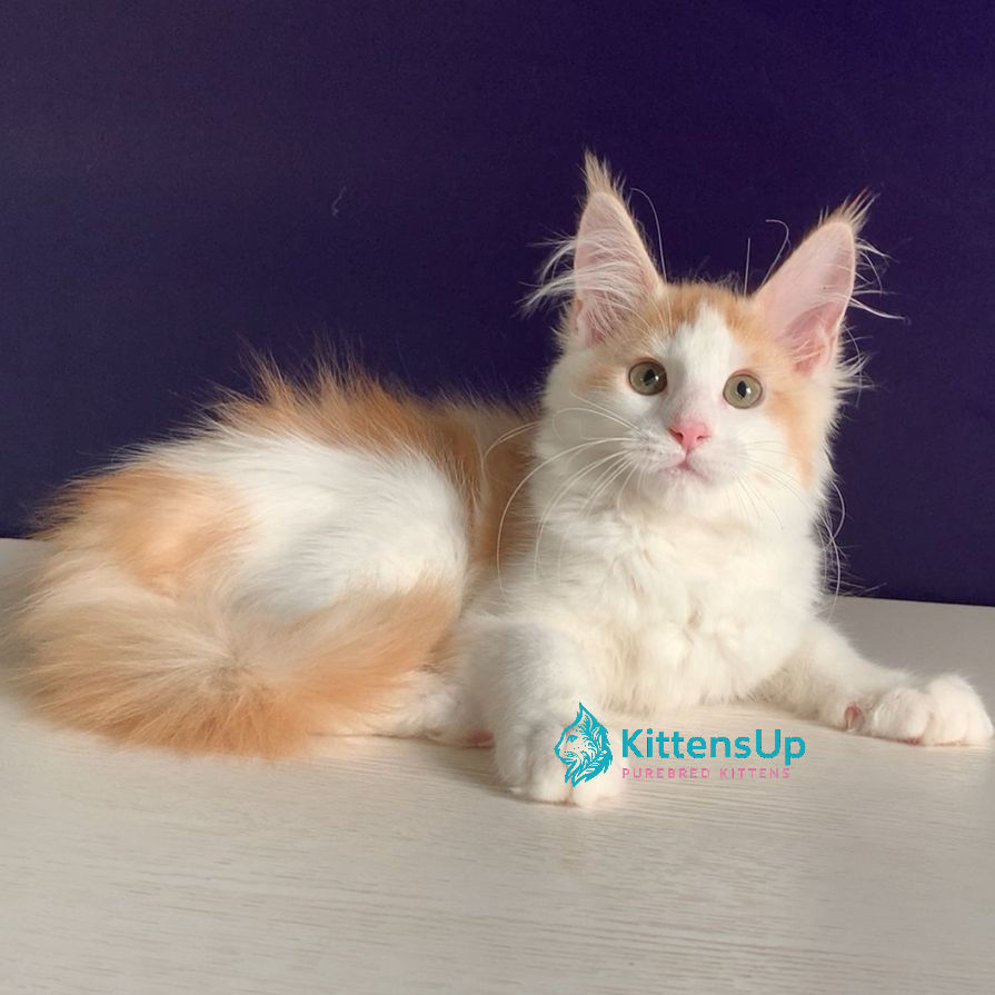 Maine Coon