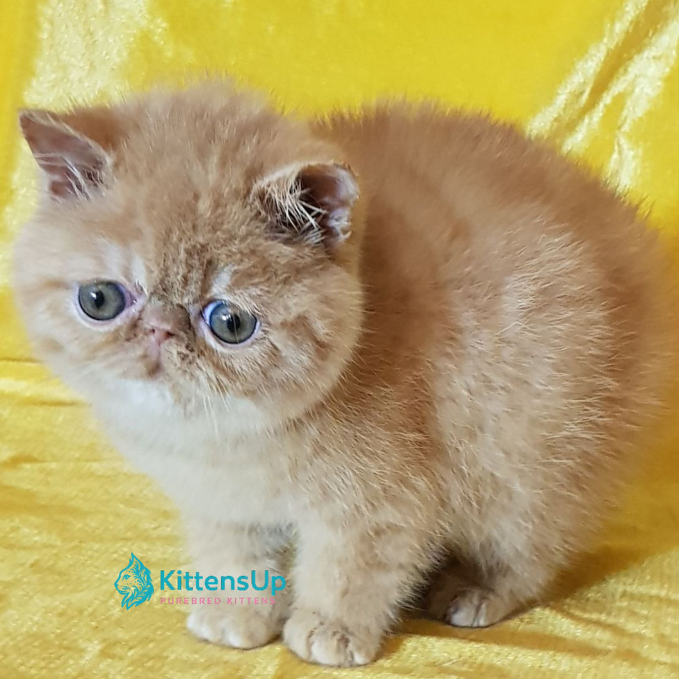 Thumbnail: 483 Rico (U) Exotic shorthair male kitten