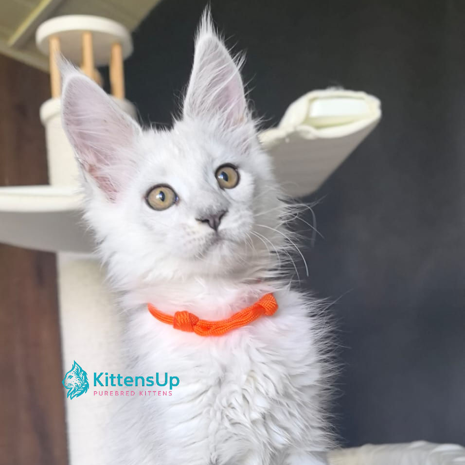 Maine Coon