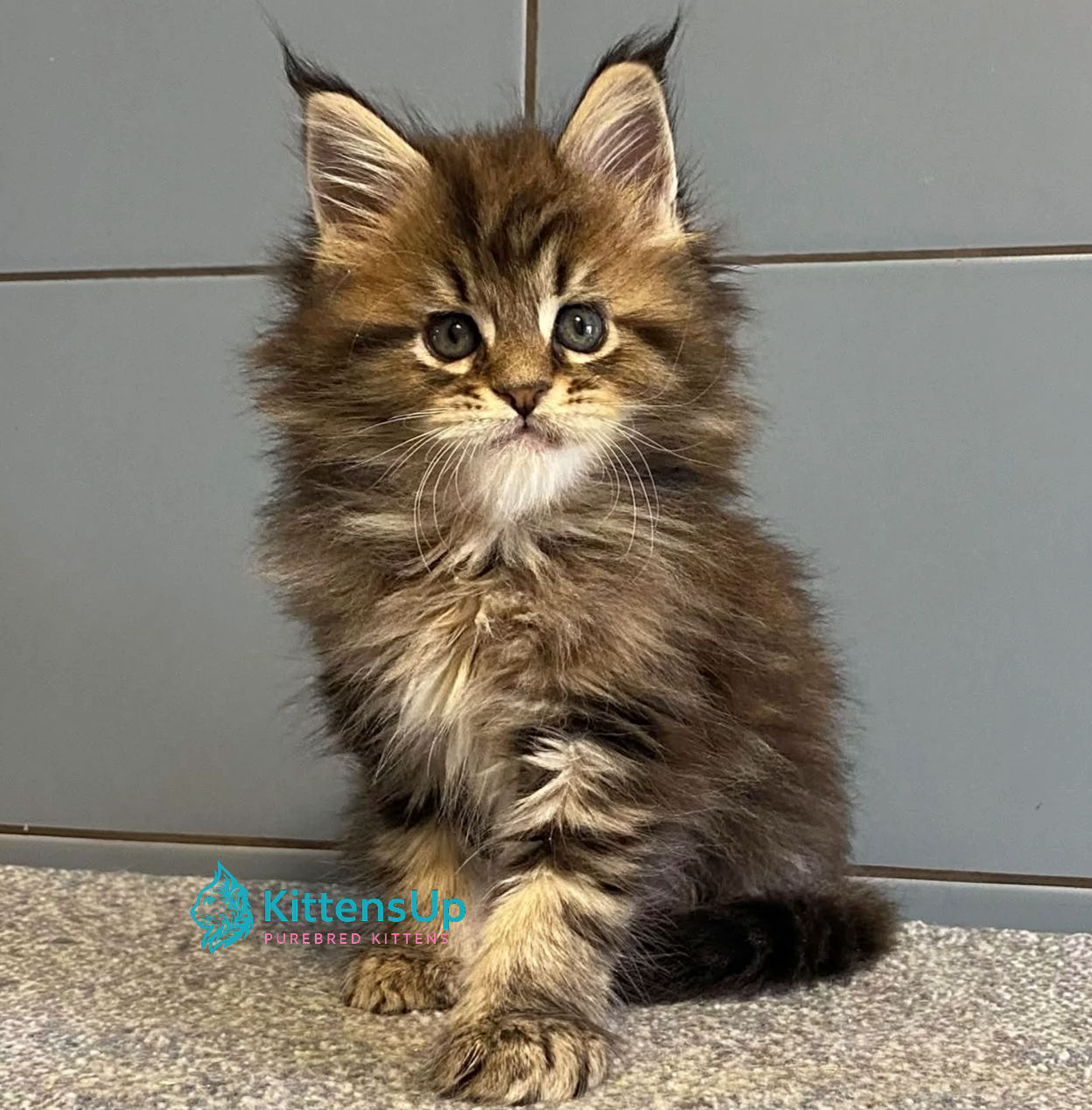 1343 Derbent Midnight (R) Maine Coon male kitten