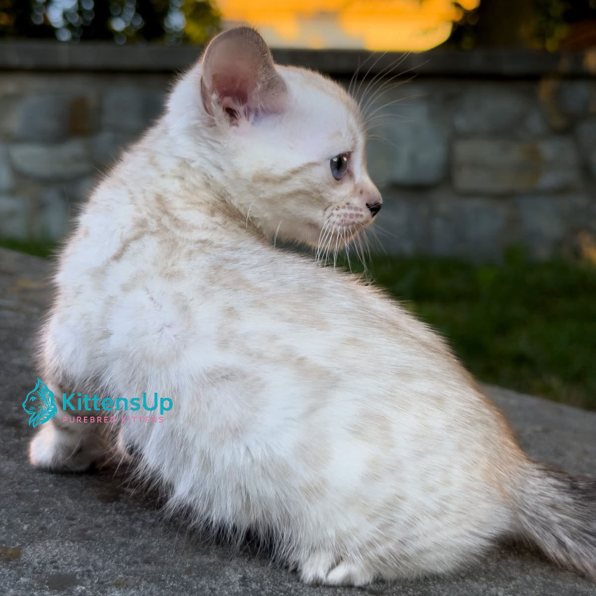 Bengal