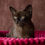 Thumbnail: Burmese female kitten
