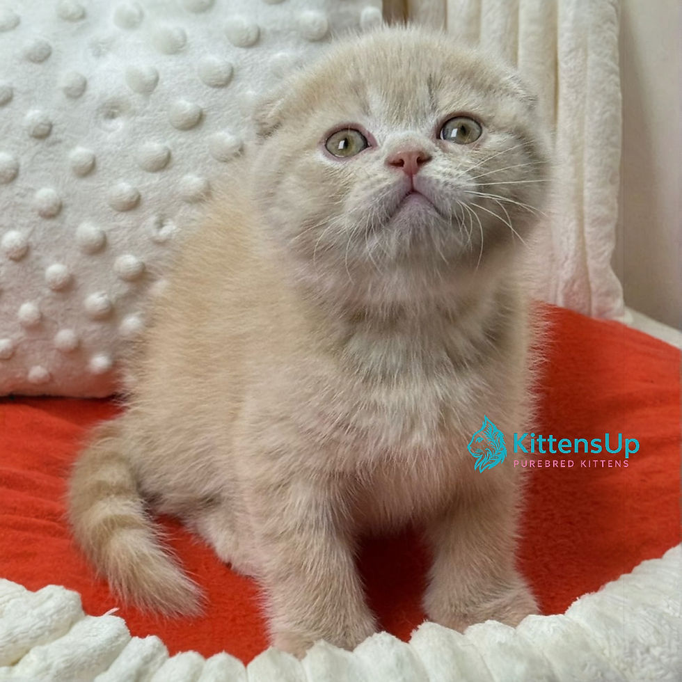 Scottish fold