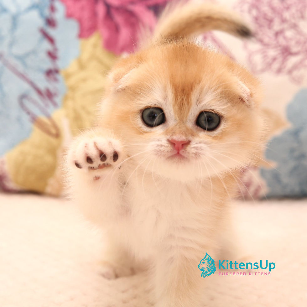 Scottish Fold