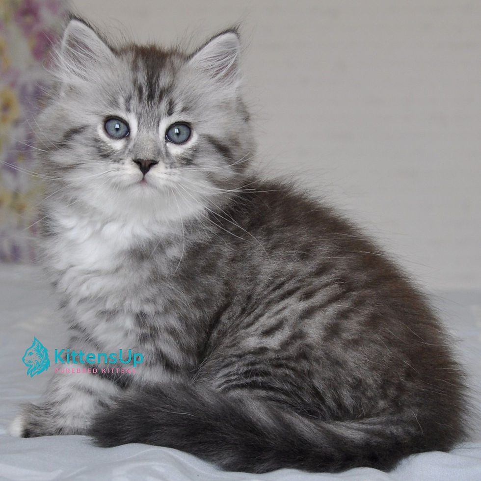 Siberian