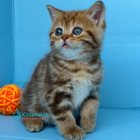 Thumbnail: British shorthair