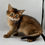 Thumbnail: 165 Wanda (U) Somali female kitten