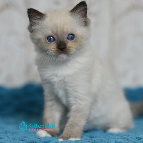 Ragdoll
