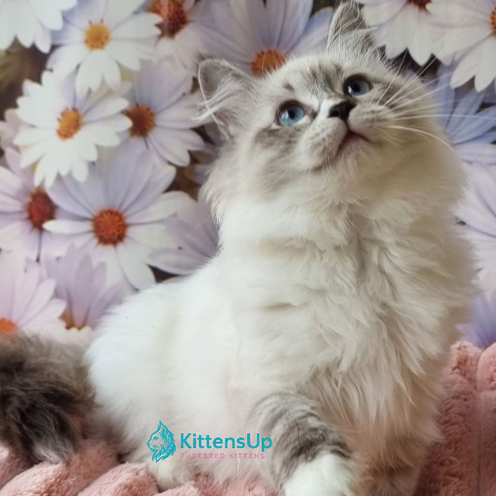 Siberian