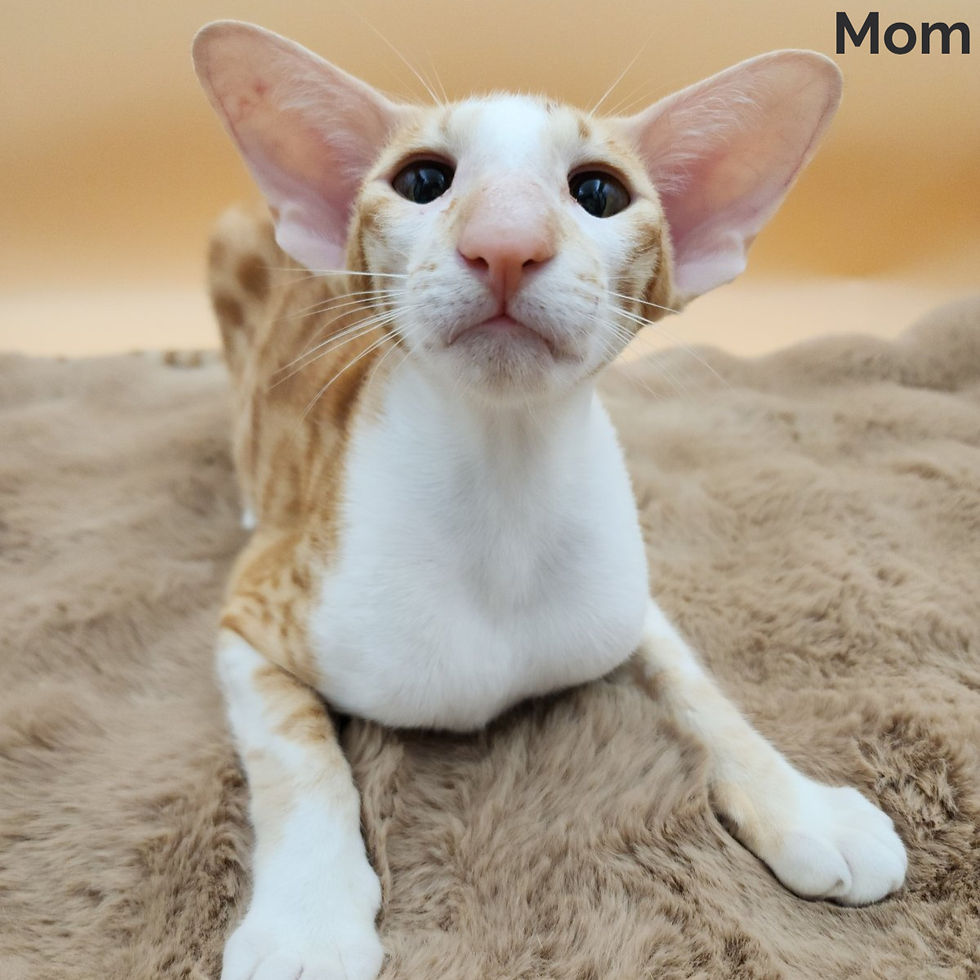 Thumbnail: 480 Vikku (U) Oriental female kitten