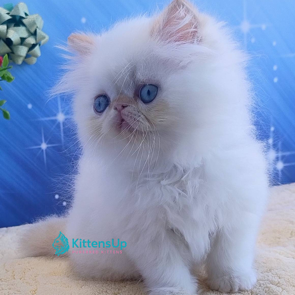 Persian longhair