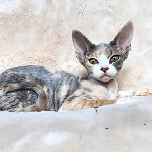 661 Xanta (R) Devon Rex female kitten Kittens Up
