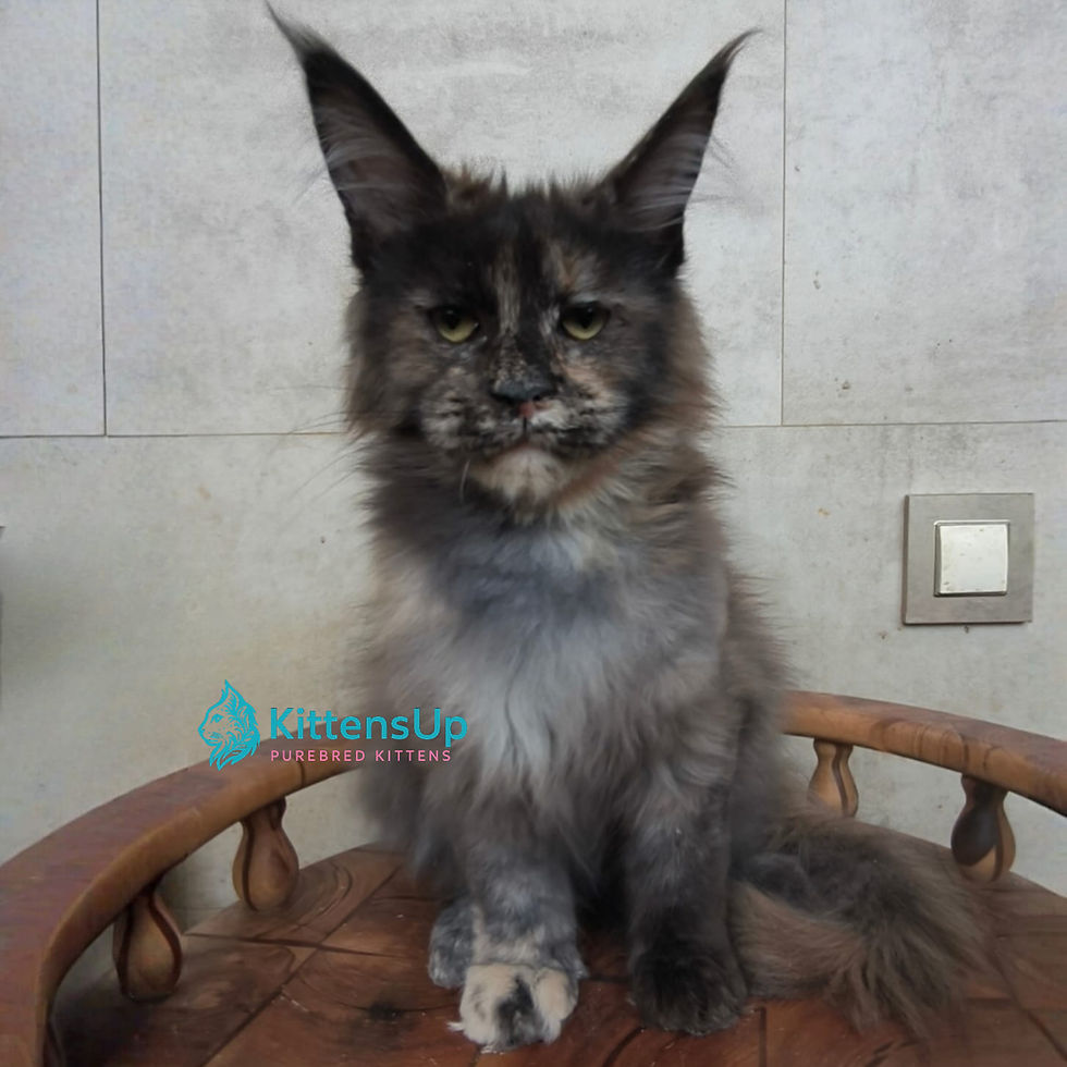Thumbnail: Maine Coon