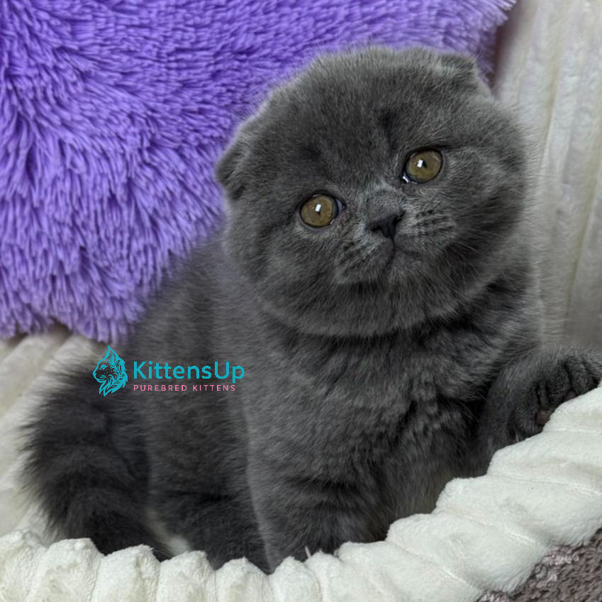 Scottish fold