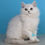 Thumbnail: British shorthair