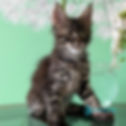 Maine Coon