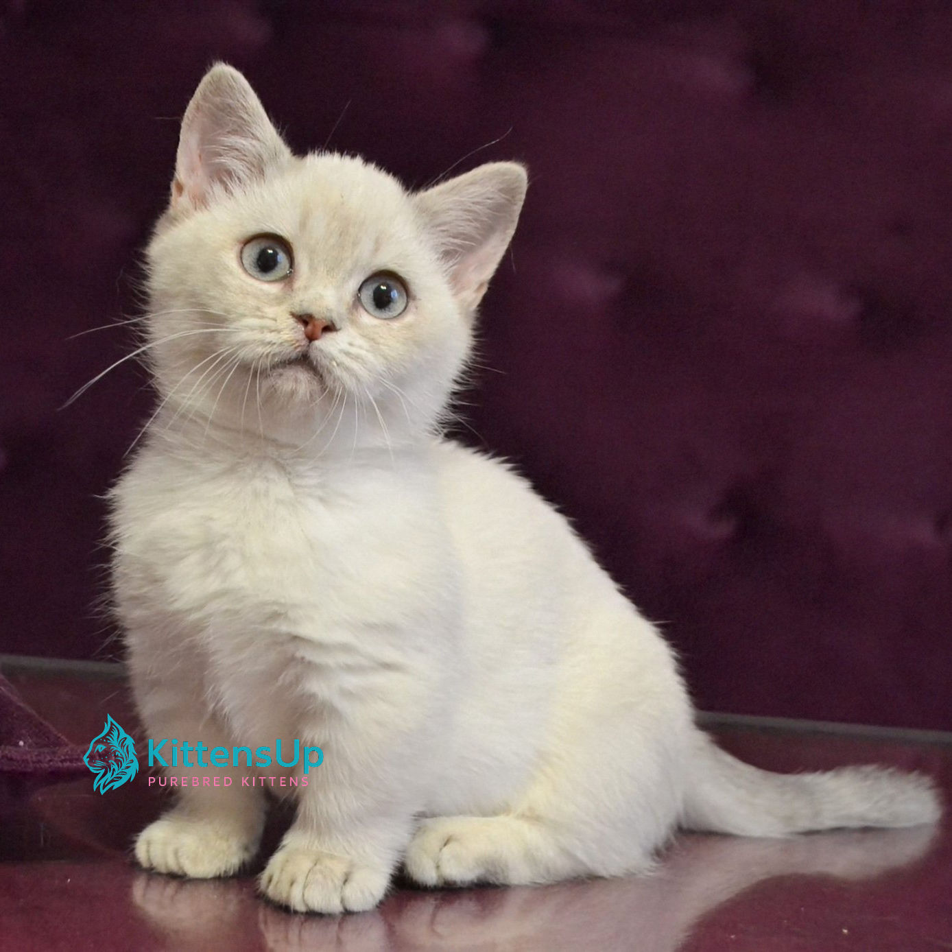 Munchkin