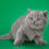Thumbnail: 351 Bluebell (BL) British shorthair female kitten