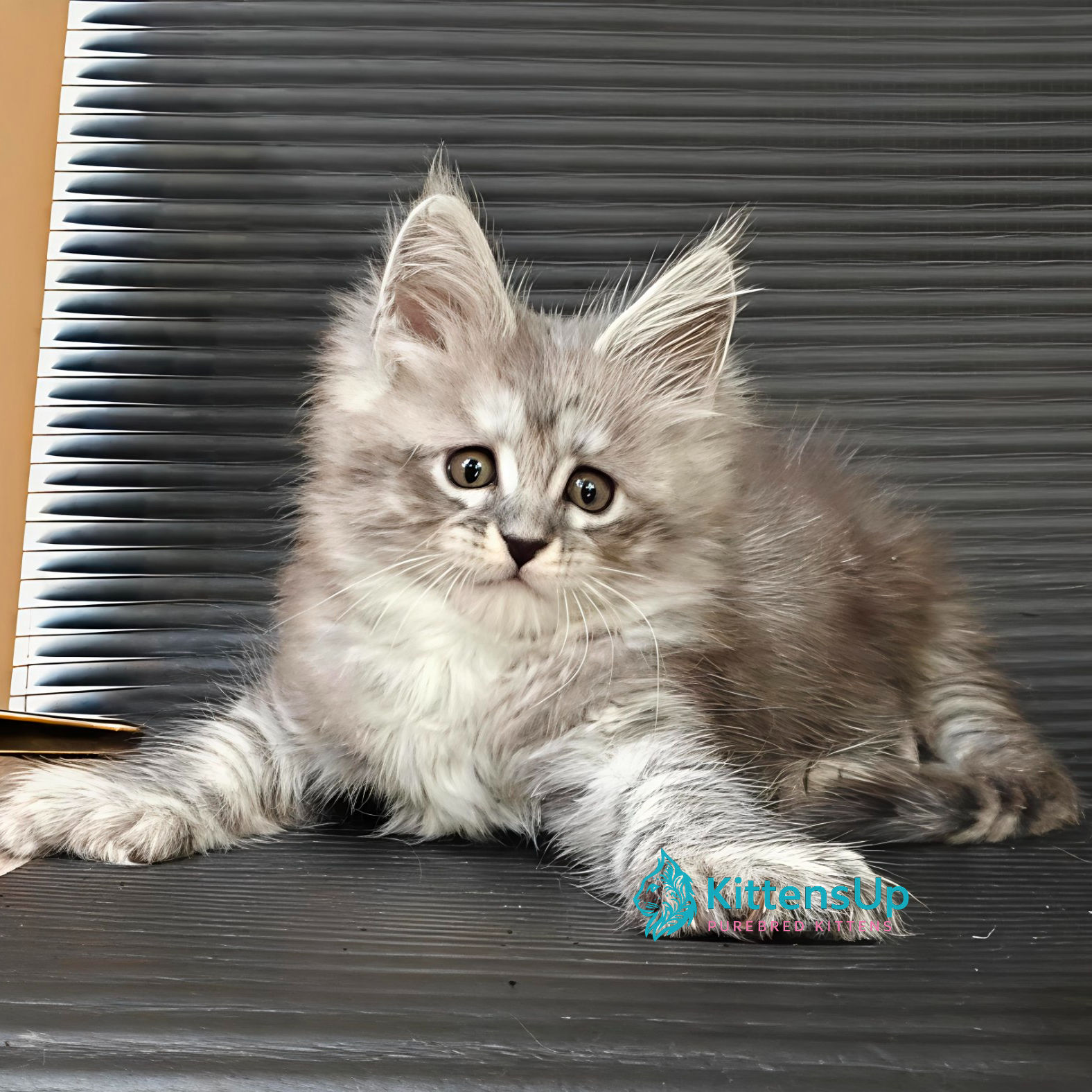 Maine Coon