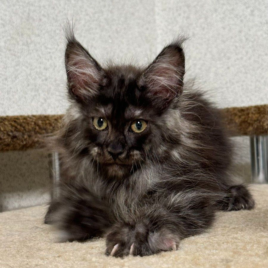 Thumbnail: 950 Winston (U) Maine Coon male kitten