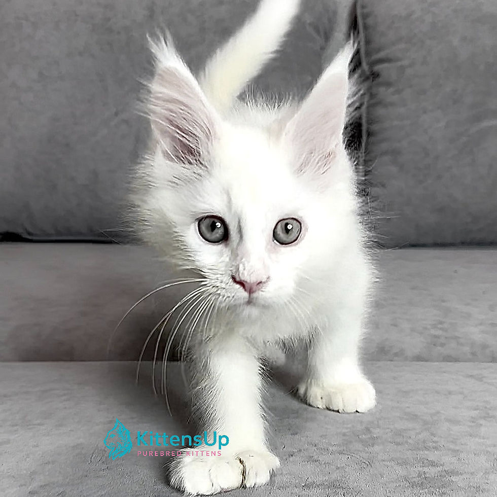 Thumbnail: 065 Wizard Polydactyl 6/6/6/6 (U) Maine Coon male kitten