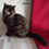 Thumbnail: 488 Idelisa (U) Persian longhair female kitten