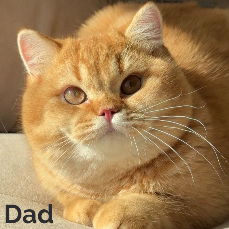 Thumbnail: British shorthair