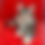 Thumbnail: Maine Coon