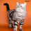 Thumbnail: 094 Fifa (U) Scottish Fold shorthair female kitten