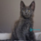 Maine Coon