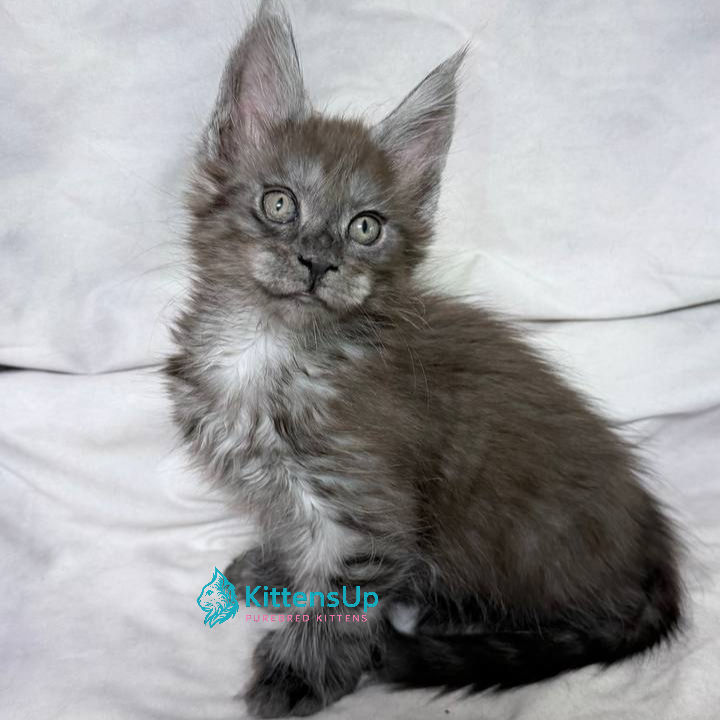 Thumbnail: Maine Coon
