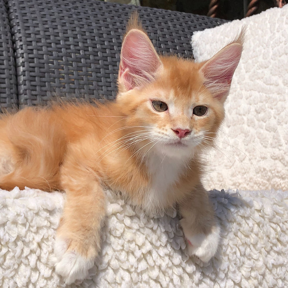 Thumbnail: 1100 Kriss (U) Maine Coon male kitten