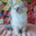 Siberian