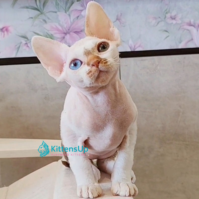 Thumbnail: 226 Emyr (R) Devon Rex male kitten