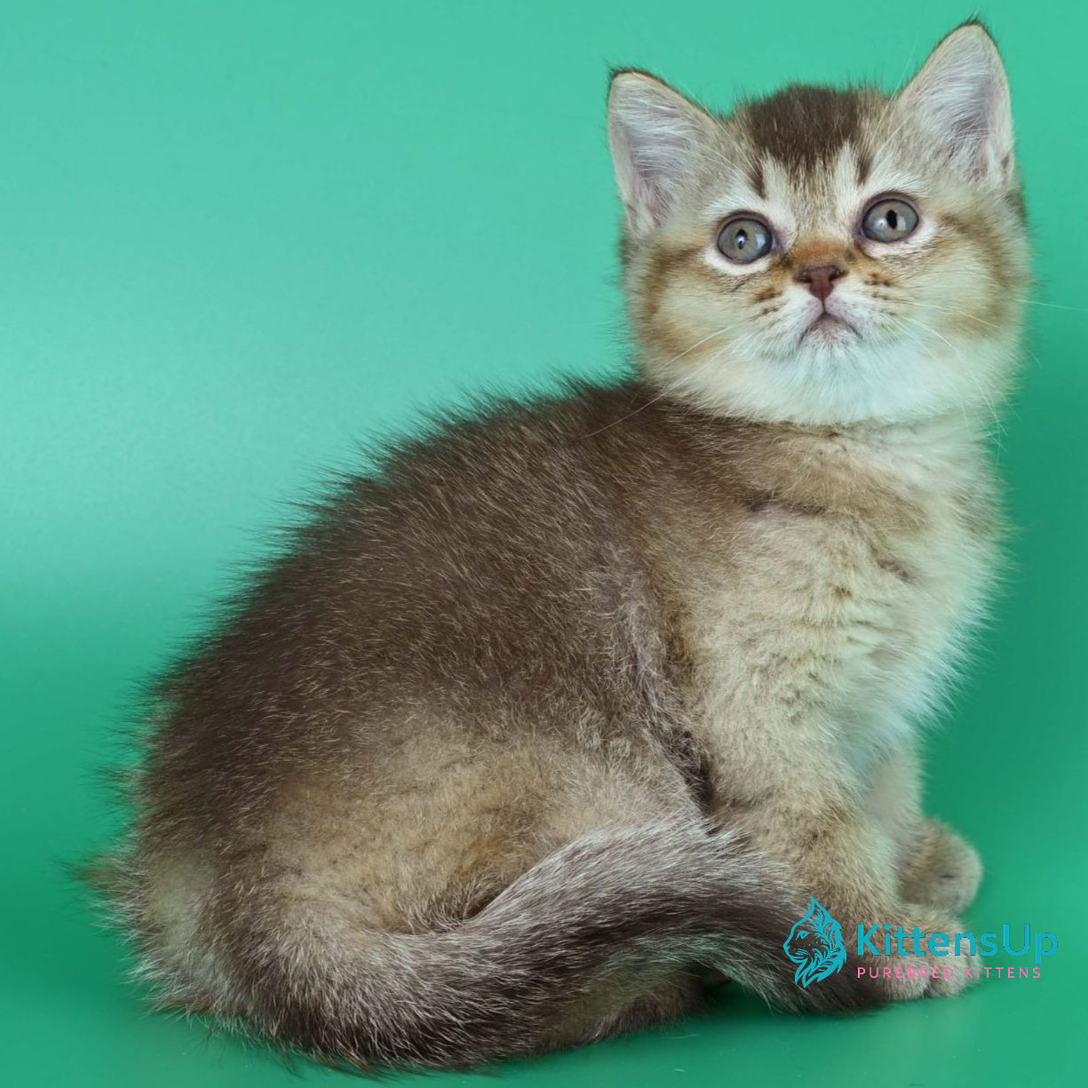 British shorthair