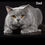 Thumbnail: 556 Amur (R) British shorthair male kitten