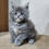 Thumbnail: 581 Daniel (U) Maine Coon male kitten
