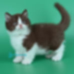 Thumbnail: British shorthair