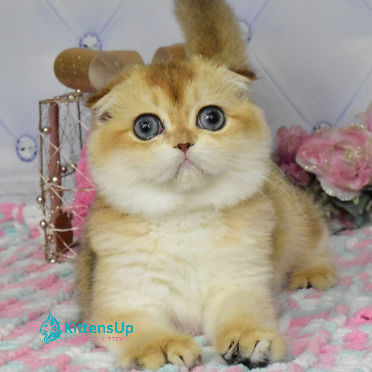 Scottish Fold