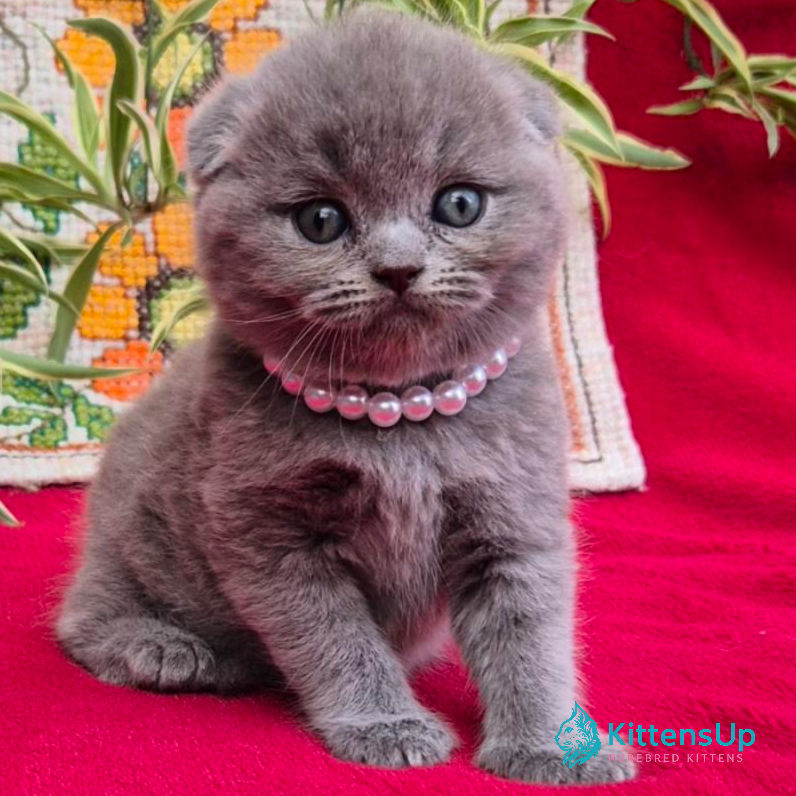 Scottish Fold