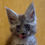 Thumbnail: 503 Gloria (R) Maine Coon female kitten