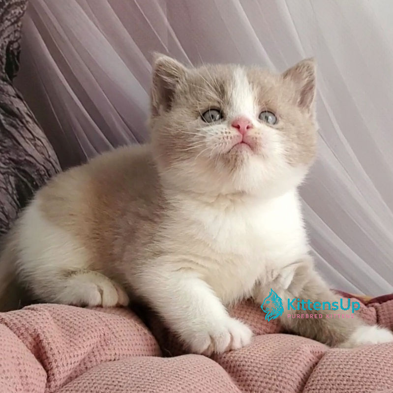 Thumbnail: British shorthair