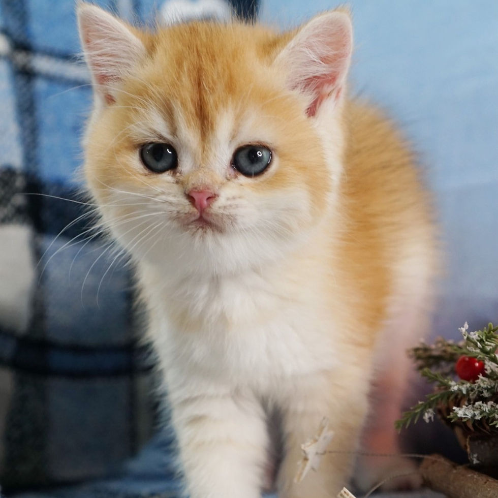 Thumbnail: 005 Piper (U) British shorthair female kitten