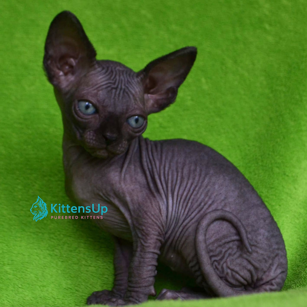 Sphynx