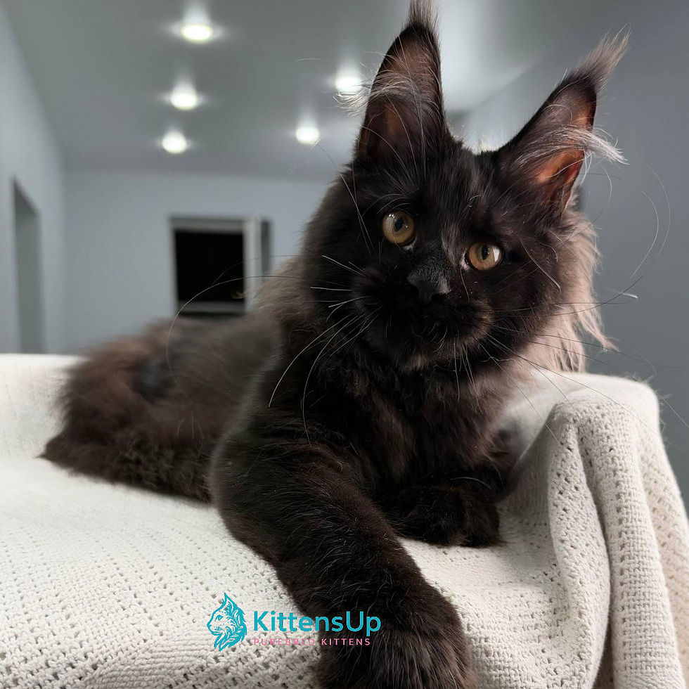 Maine Coon