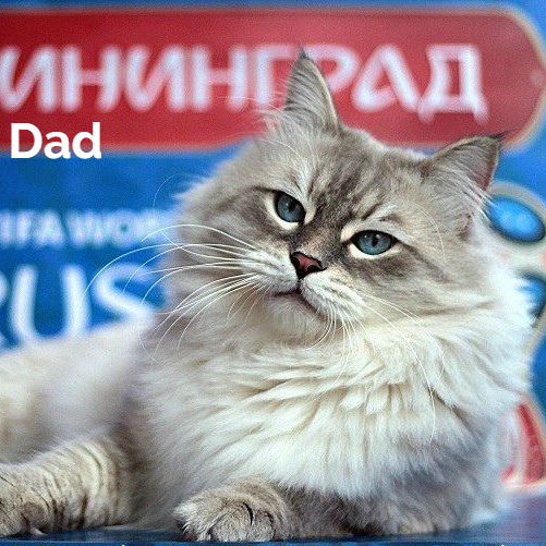 Thumbnail: 497 Armani (R) Siberian male kitten