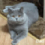 Thumbnail: Scottish fold