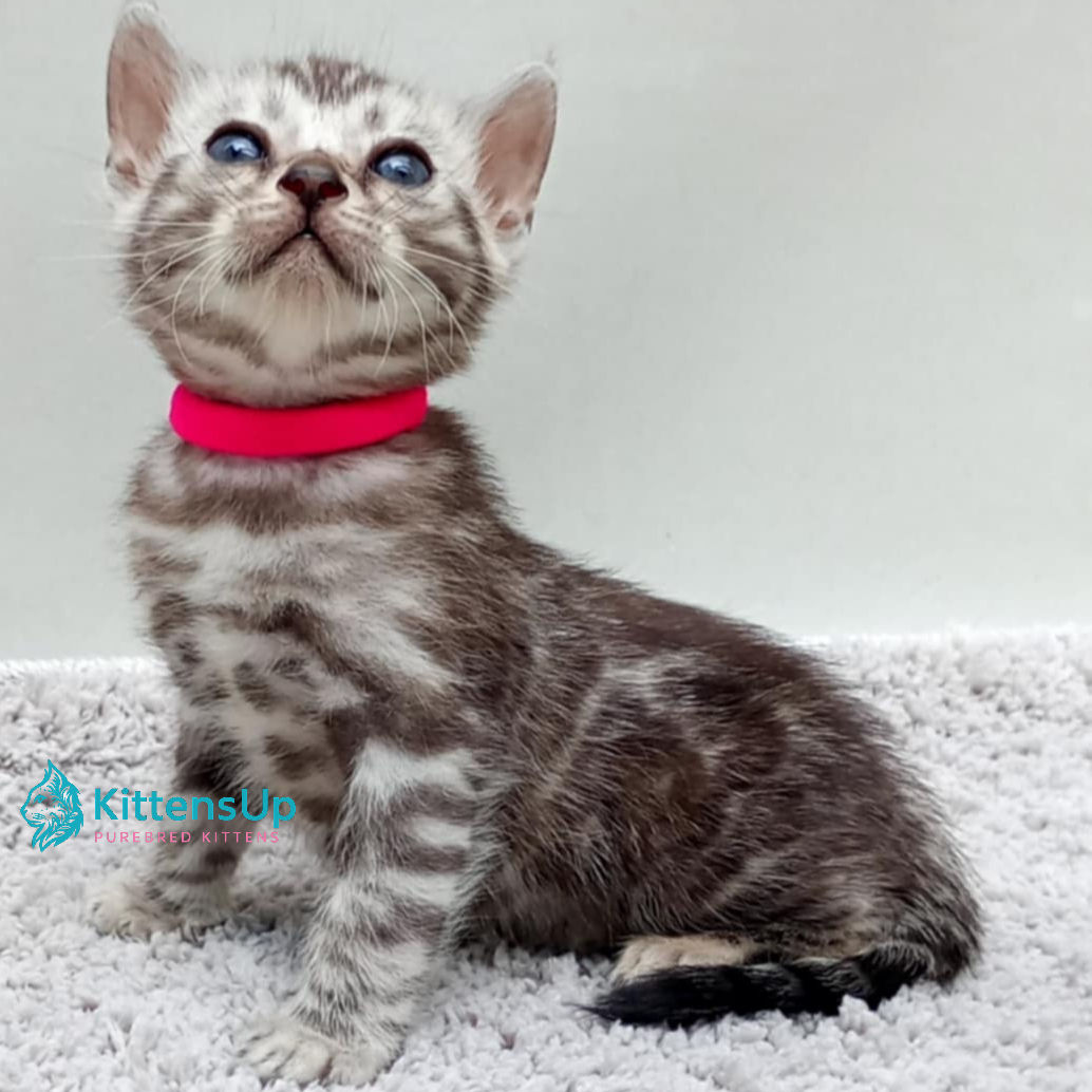409 Coco Chanel (U) purebred Bengal female kitten