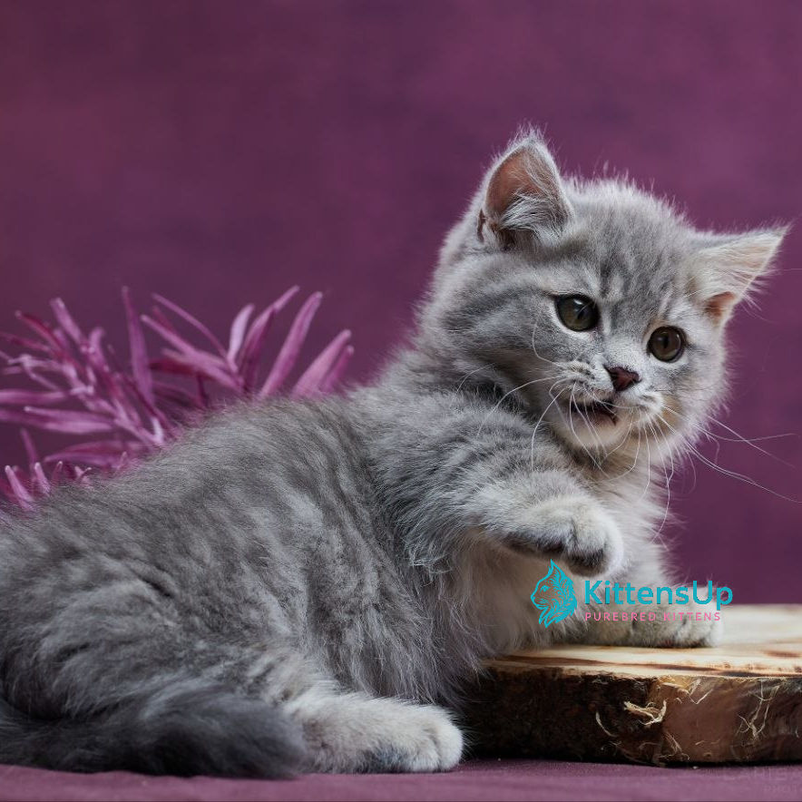 Munchkin