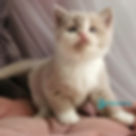 Thumbnail: British shorthair